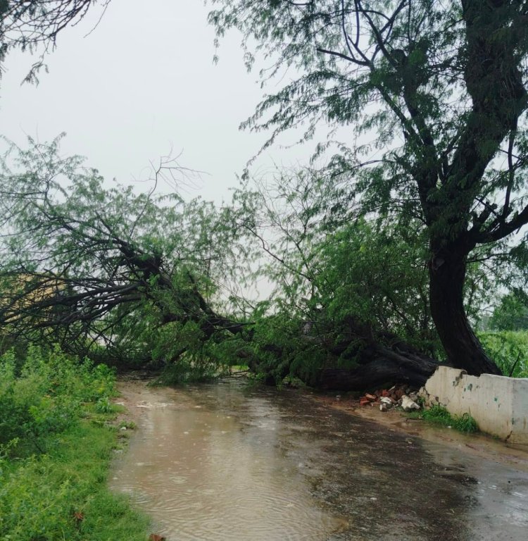 उच्च क्षमता की बिजली लाइन पर गिरा विशाल पेड़, चार घंटे गुल रही खेकड़ा की बिजली