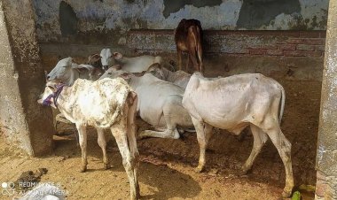 लम्पी पर वार: खेकड़ा में एक दिन में 500 पशुओं का टीकाकरण, गांव-गांव पहुंचीं स्वास्थ्य विभाग की टीमें