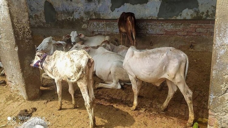 लम्पी पर वार: खेकड़ा में एक दिन में 500 पशुओं का टीकाकरण, गांव-गांव पहुंचीं स्वास्थ्य विभाग की टीमें