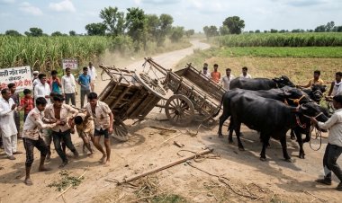 प्रतिबंधित भैंसा बोगी दौड़ में दो बोगियां टकराकर पलटीं, चार घायल